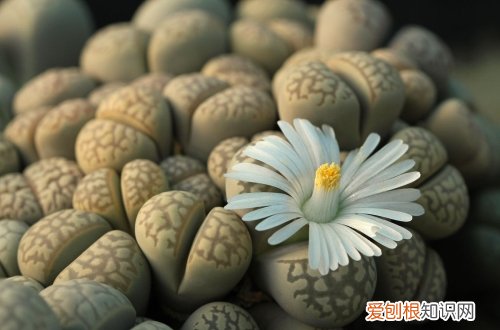 图 生石花怎么养 生石花的养殖方法和注意事项