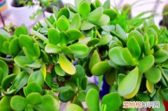 图 燕子掌怎么养 燕子掌的养殖方法和注意事项