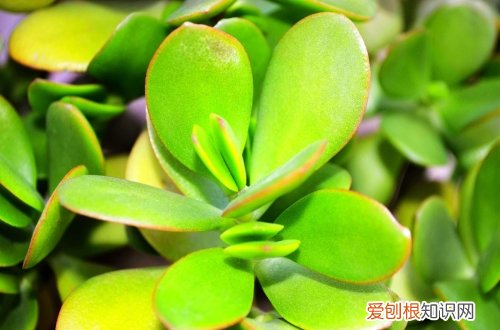 图 燕子掌怎么养 燕子掌的养殖方法和注意事项