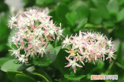 图 燕子掌怎么养 燕子掌的养殖方法和注意事项