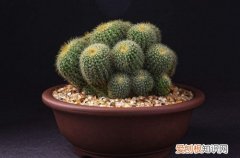 图 仙人球怎么养 仙人球的养殖方法和注意事项