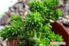 图 白花小松怎么养 白花小松的养殖方法和注意事项