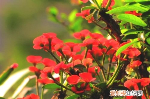 图 多肉虎刺梅怎么养 多肉虎刺梅的养殖方法和注意事项