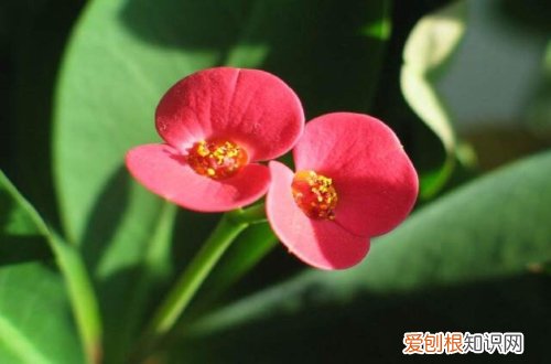 图 多肉虎刺梅怎么养 多肉虎刺梅的养殖方法和注意事项