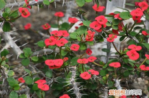 图 多肉虎刺梅怎么养 多肉虎刺梅的养殖方法和注意事项