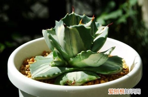 图 多肉雷神怎么养 多肉雷神的养殖方法和注意事项