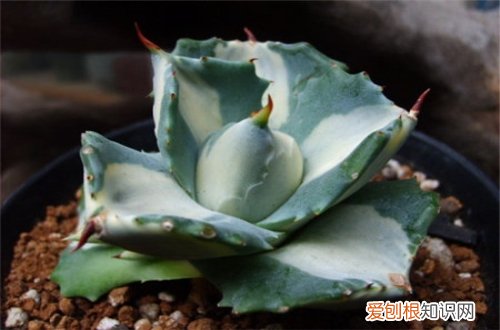 图 多肉雷神怎么养 多肉雷神的养殖方法和注意事项