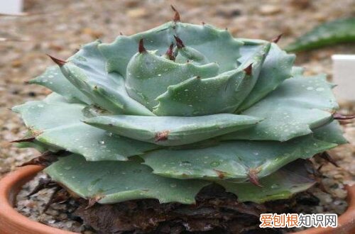 图 多肉雷神怎么养 多肉雷神的养殖方法和注意事项