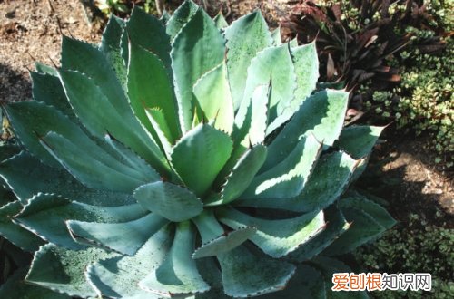 图 多肉雷神怎么养 多肉雷神的养殖方法和注意事项