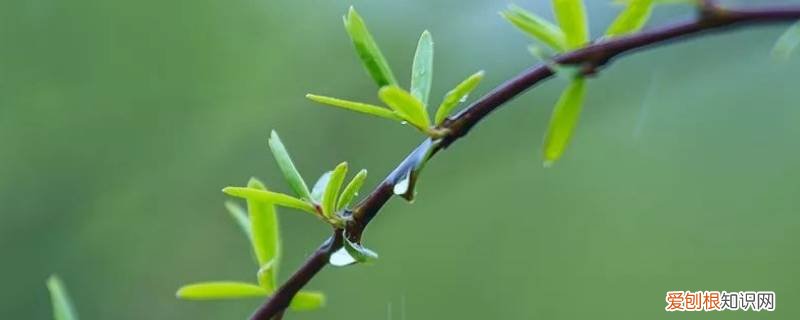 描写春天的雨的景物 春风化雨描写了春天的哪些景物
