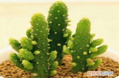 图 多肉仙人掌怎么养 多肉仙人掌的养殖方法和注意事项