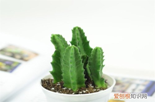 图 多肉仙人掌怎么养 多肉仙人掌的养殖方法和注意事项