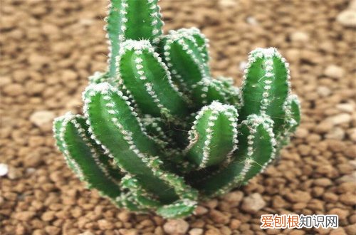 图 多肉仙人掌怎么养 多肉仙人掌的养殖方法和注意事项