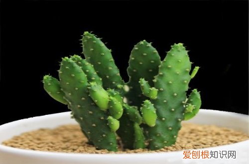 图 多肉仙人掌怎么养 多肉仙人掌的养殖方法和注意事项