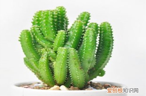 图 多肉仙人掌怎么养 多肉仙人掌的养殖方法和注意事项