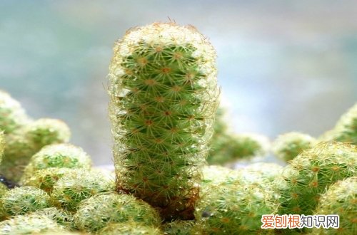 图 多肉金手指怎么养 多肉金手指的养殖方法和注意事项