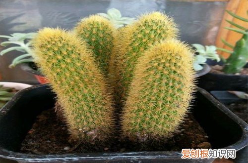 图 多肉金手指怎么养 多肉金手指的养殖方法和注意事项