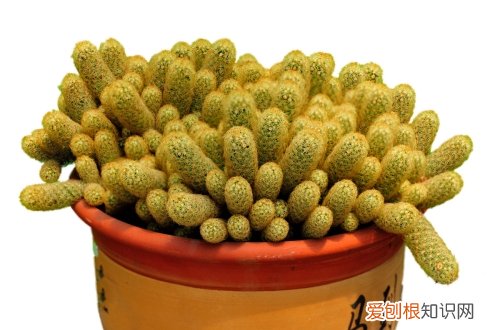 图 多肉金手指怎么养 多肉金手指的养殖方法和注意事项