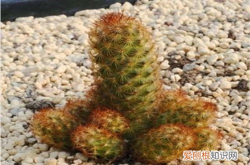 图 多肉金手指怎么养 多肉金手指的养殖方法和注意事项