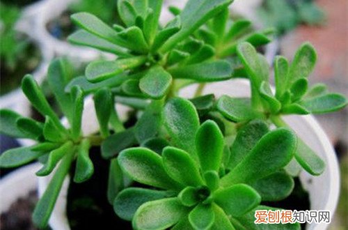 图 多肉小人祭夏天怎么养 怎么浇水