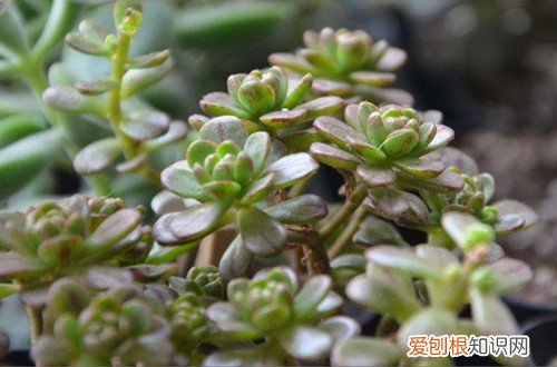 图 多肉小人祭夏天怎么养 怎么浇水