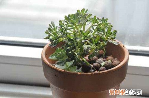 图 多肉小人祭夏天怎么养 怎么浇水
