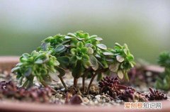 图 多肉小人祭夏天怎么养 怎么浇水
