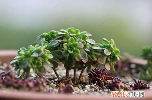 图 多肉小人祭夏天怎么养 怎么浇水