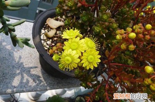 图 多肉小人祭夏天怎么养 怎么浇水