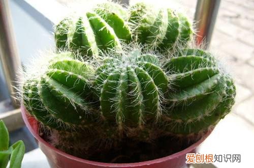 图 仙人掌要在什么样的环境下生长(仙人掌的生长环境和生长特征)