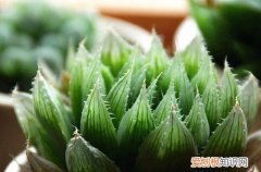 图 三角琉璃莲怎么养 三角琉璃莲的养殖方法和注意事项