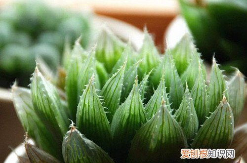 图 三角琉璃莲怎么养 三角琉璃莲的养殖方法和注意事项