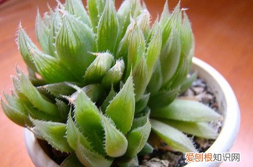 图 三角琉璃莲怎么养 三角琉璃莲的养殖方法和注意事项