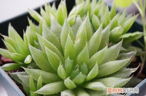 图 三角琉璃莲怎么养 三角琉璃莲的养殖方法和注意事项