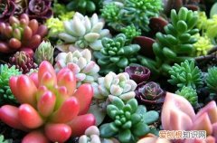 图 多肉植物夏天怎么浇水 夏天多肉多长时间浇水一次
