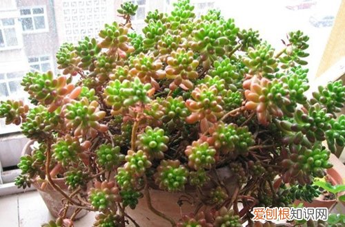 图 虹之玉锦怎么养红 虹之玉锦养红技巧