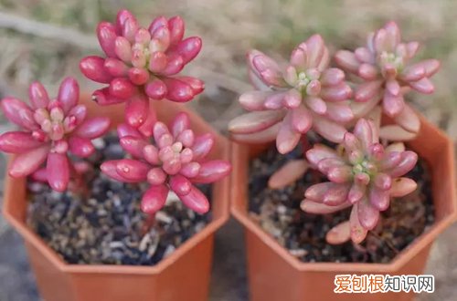 图 虹之玉锦怎么养红 虹之玉锦养红技巧