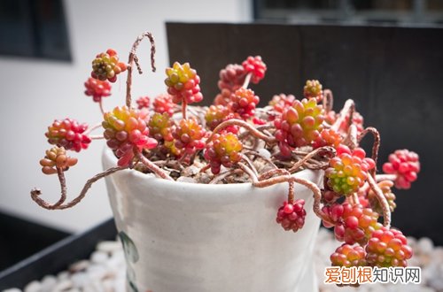 图 虹之玉锦怎么养红 虹之玉锦养红技巧