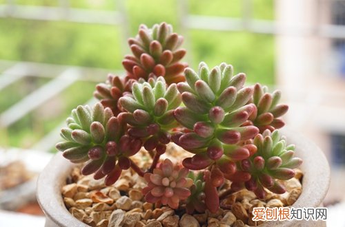 图 虹之玉锦怎么养红 虹之玉锦养红技巧