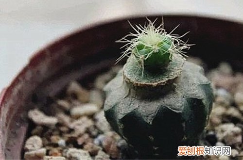 多肉植物可以嫁接吗 多肉植物嫁接方法图解