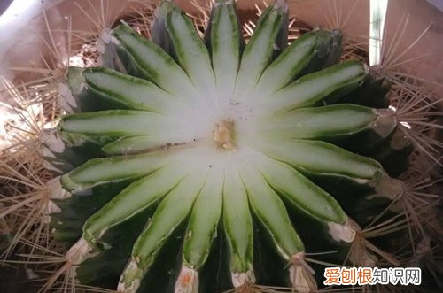 多肉植物可以嫁接吗 多肉植物嫁接方法图解