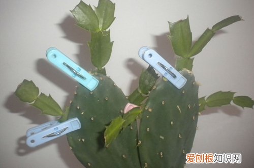 多肉植物可以嫁接吗 多肉植物嫁接方法图解
