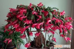 多肉植物可以嫁接吗 多肉植物嫁接方法图解