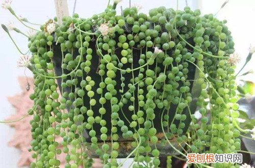 佛珠怎么养才爆盆 多肉佛珠怎么爆盆图解