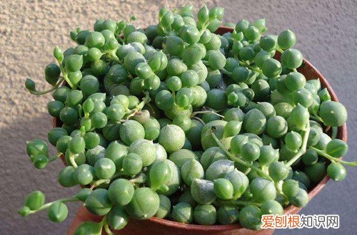 佛珠怎么养才爆盆 多肉佛珠怎么爆盆图解