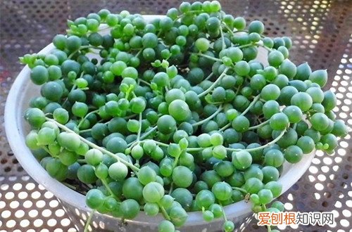 佛珠怎么养才爆盆 多肉佛珠怎么爆盆图解