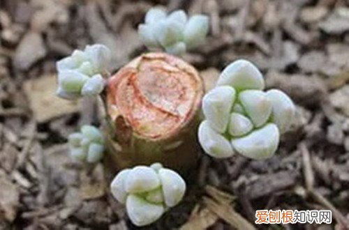 图 怎么防止多肉徒长 徒长后的多肉怎么处理