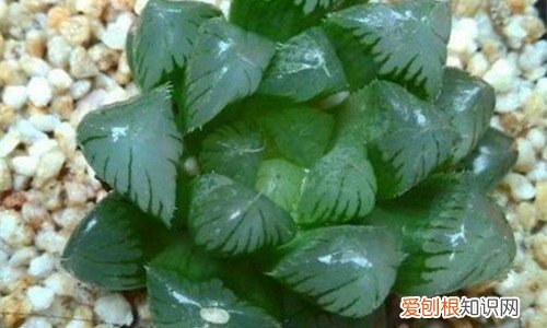 图 怎么防止多肉徒长 徒长后的多肉怎么处理