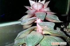 图 怎么防止多肉徒长 徒长后的多肉怎么处理