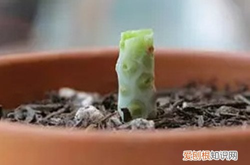 图 怎么防止多肉徒长 徒长后的多肉怎么处理
